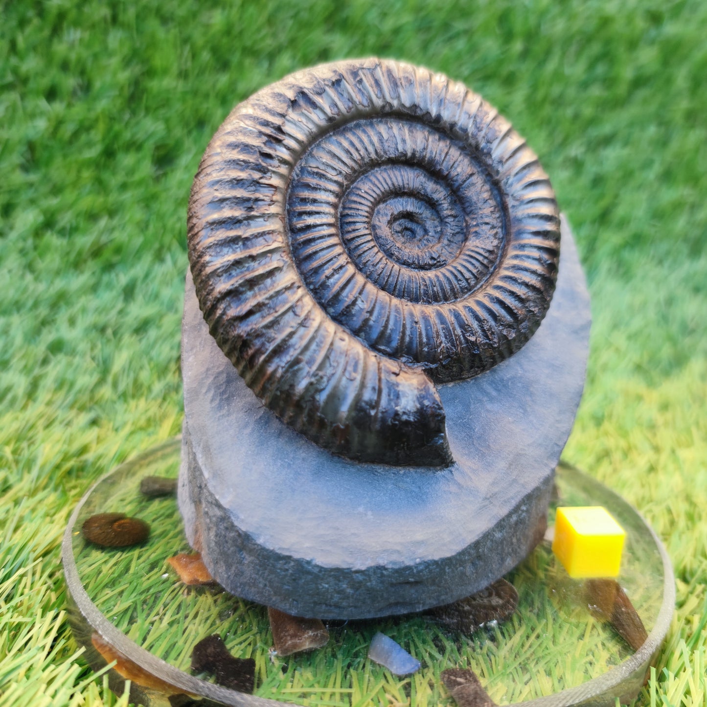 Big dactylioceras ammonite with cut base