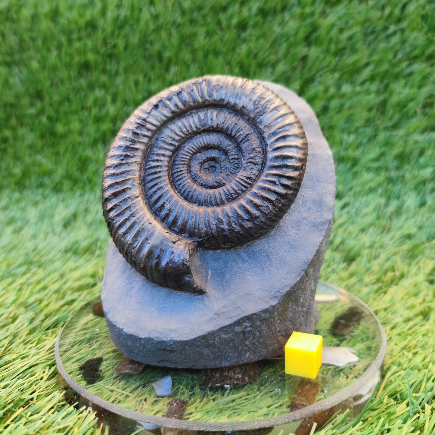 Big dactylioceras ammonite with cut base