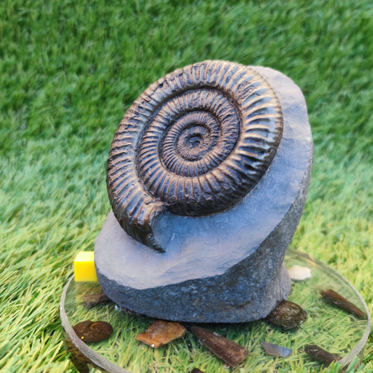 Big dactylioceras ammonite with cut base