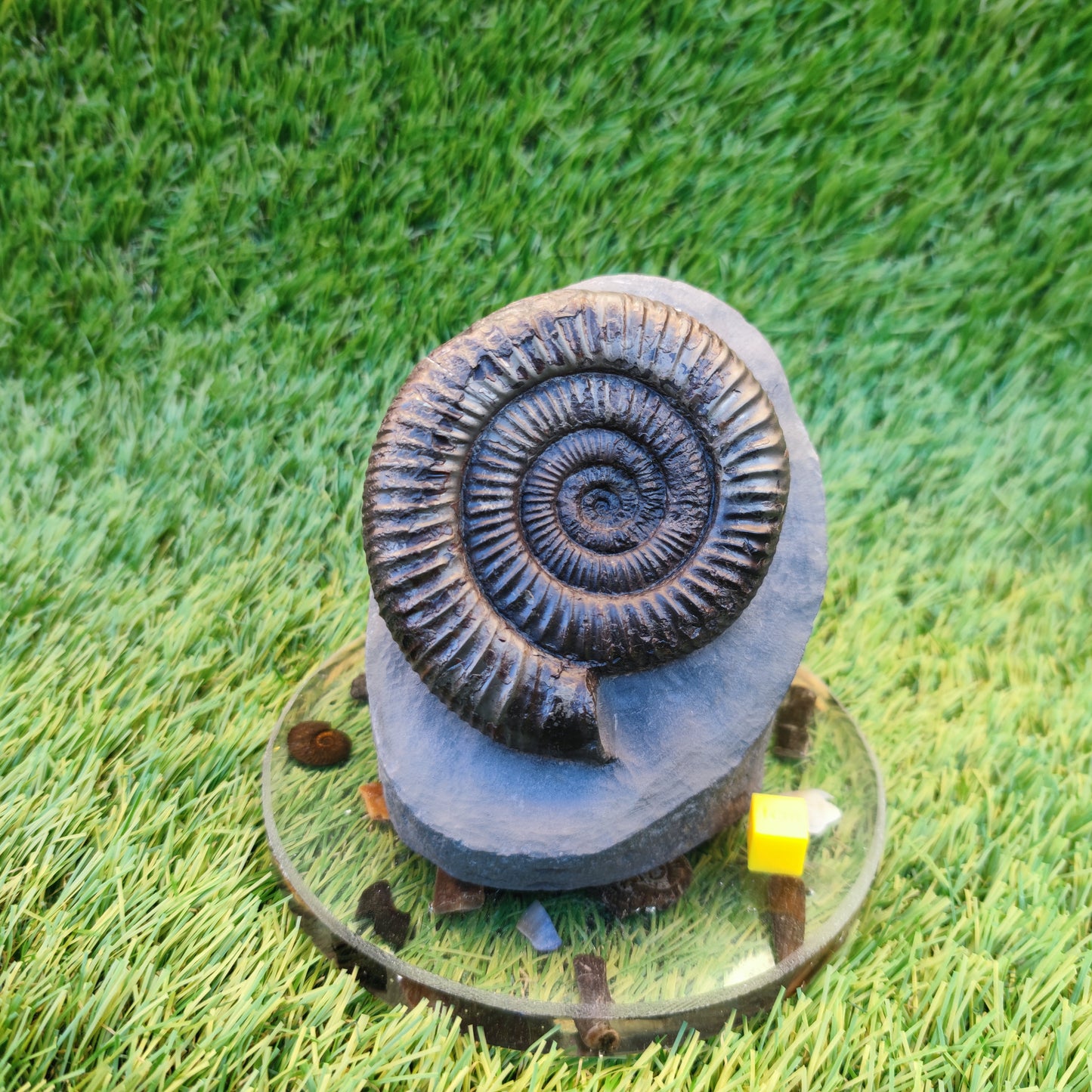 Big dactylioceras ammonite with cut base