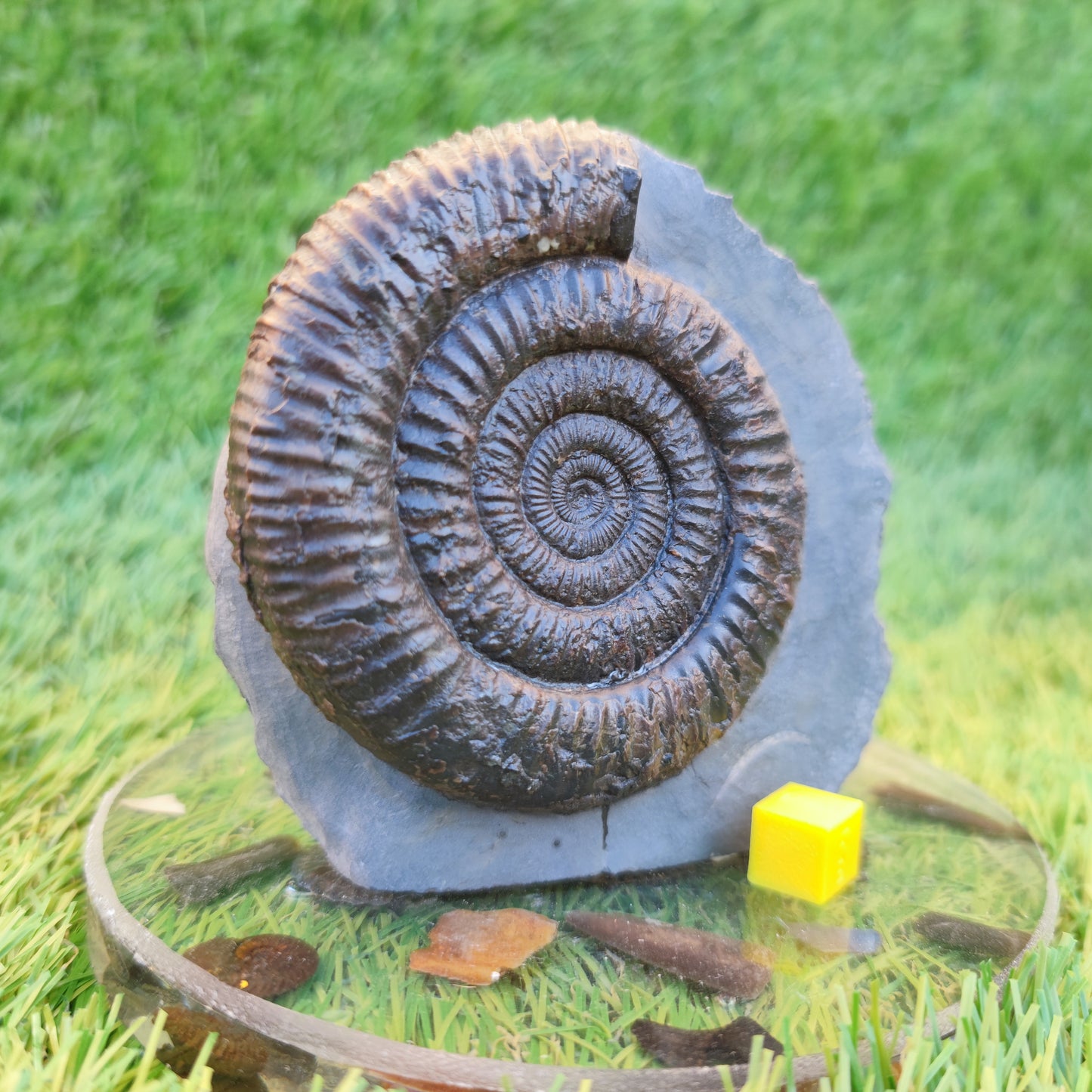 Dactylioceras ammonite with cut base