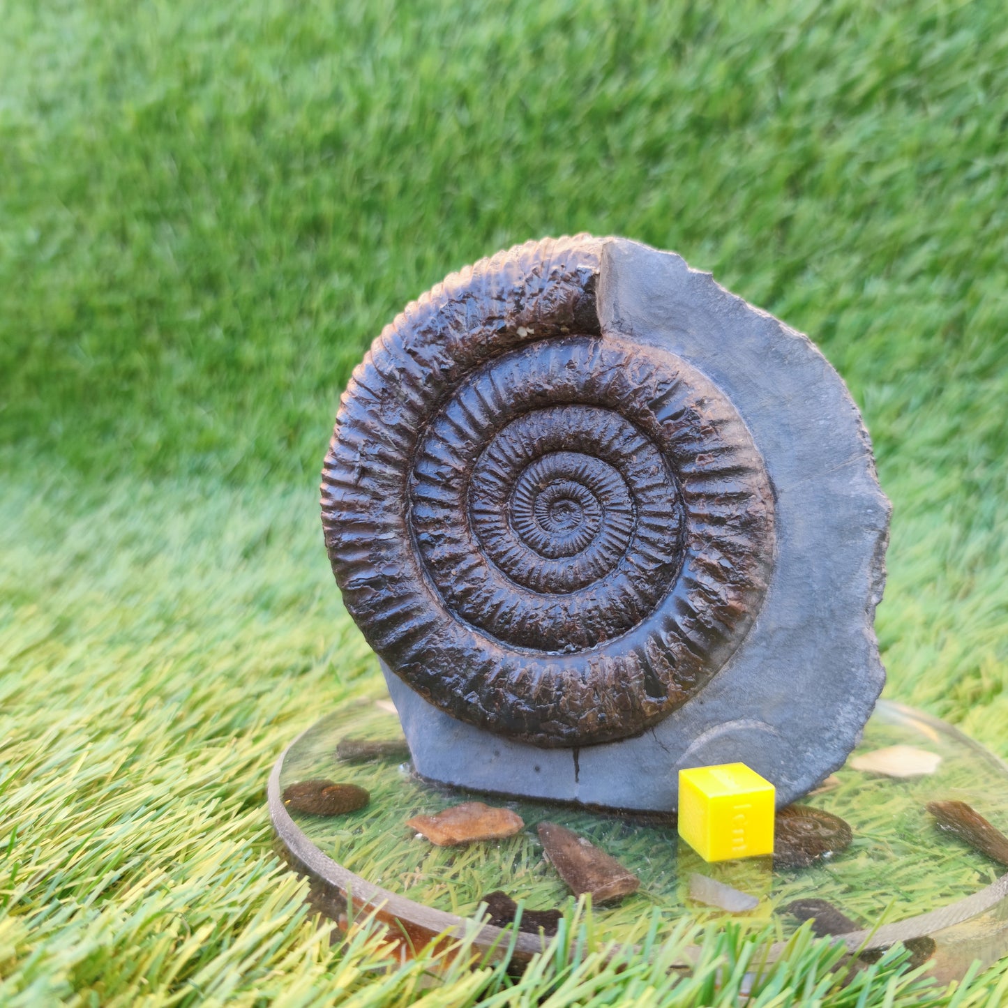 Dactylioceras ammonite with cut base