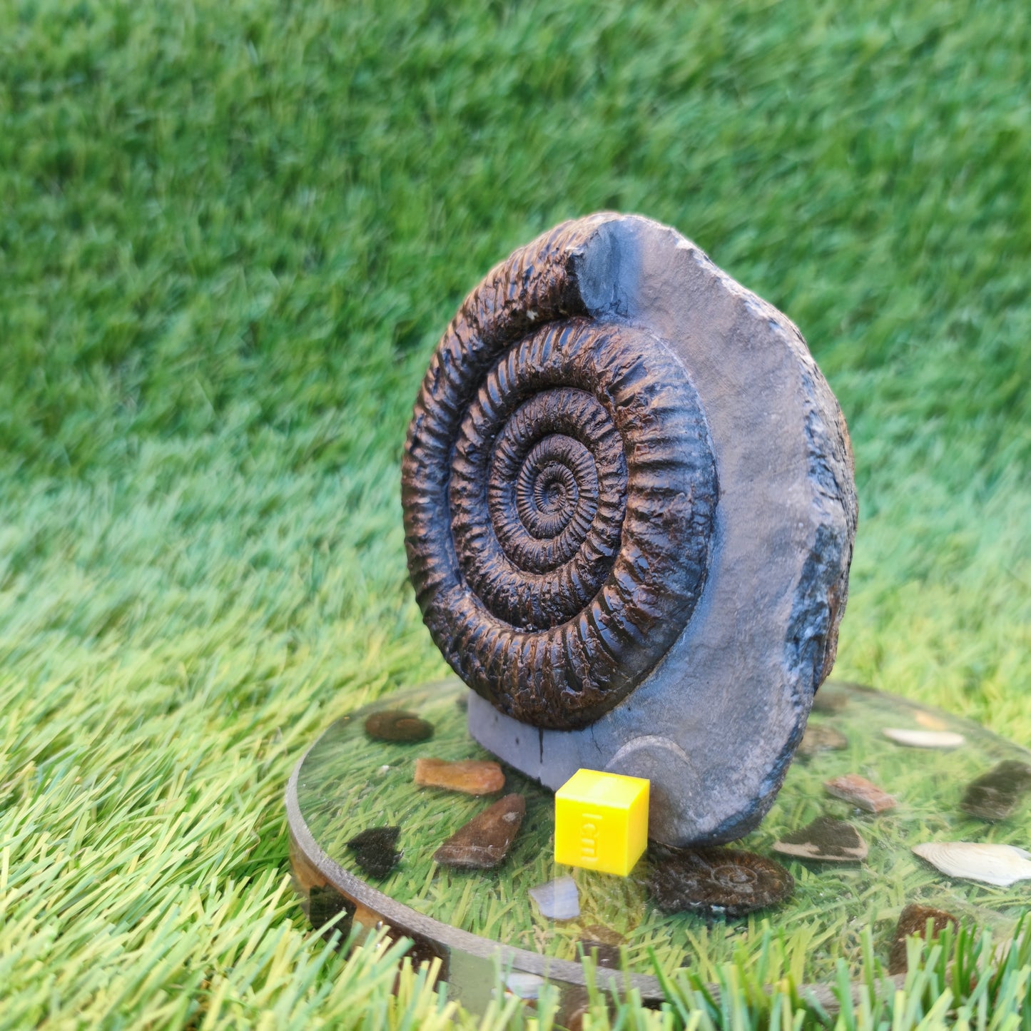 Dactylioceras ammonite with cut base