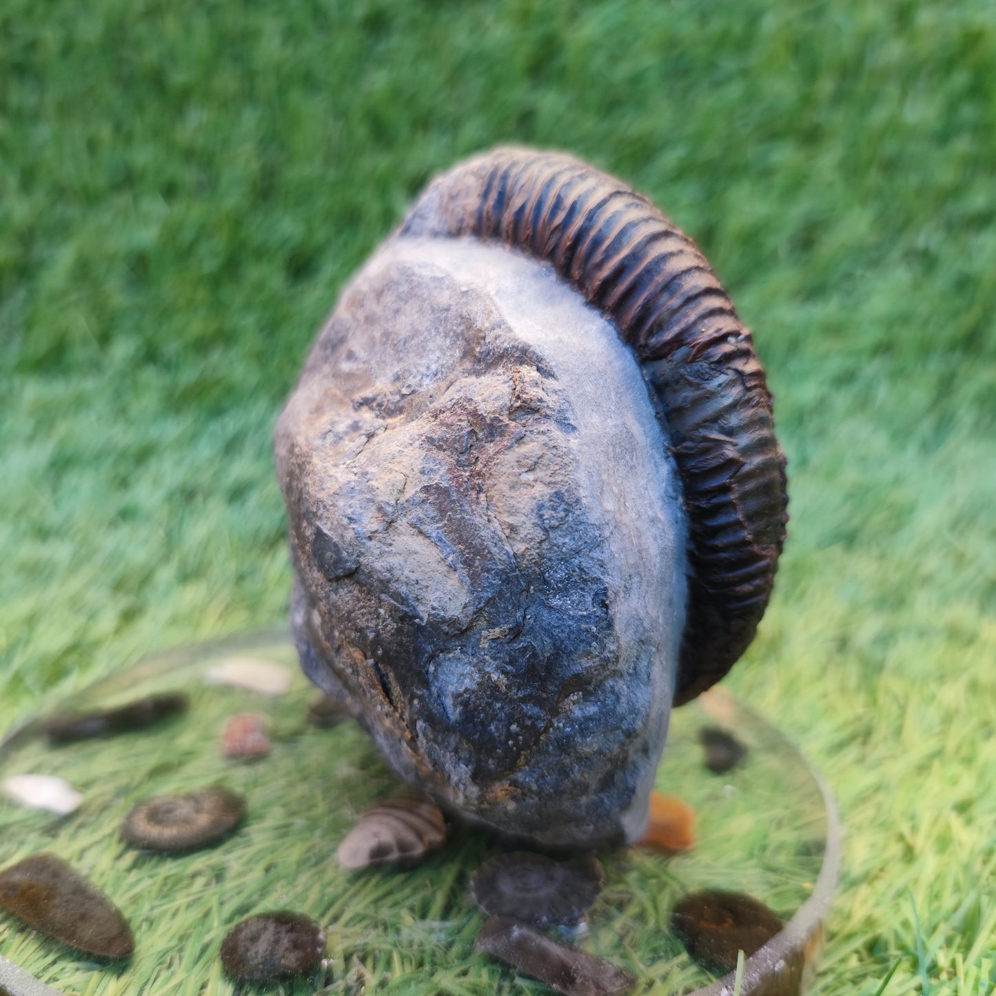 Dactylioceras ammonite with cut base