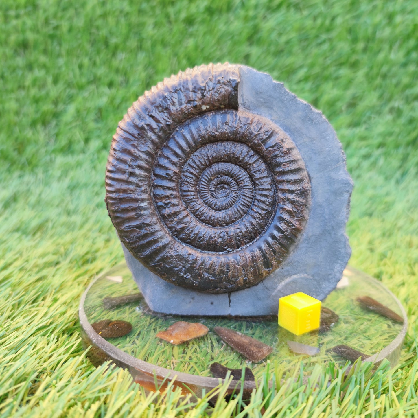 Dactylioceras ammonite with cut base