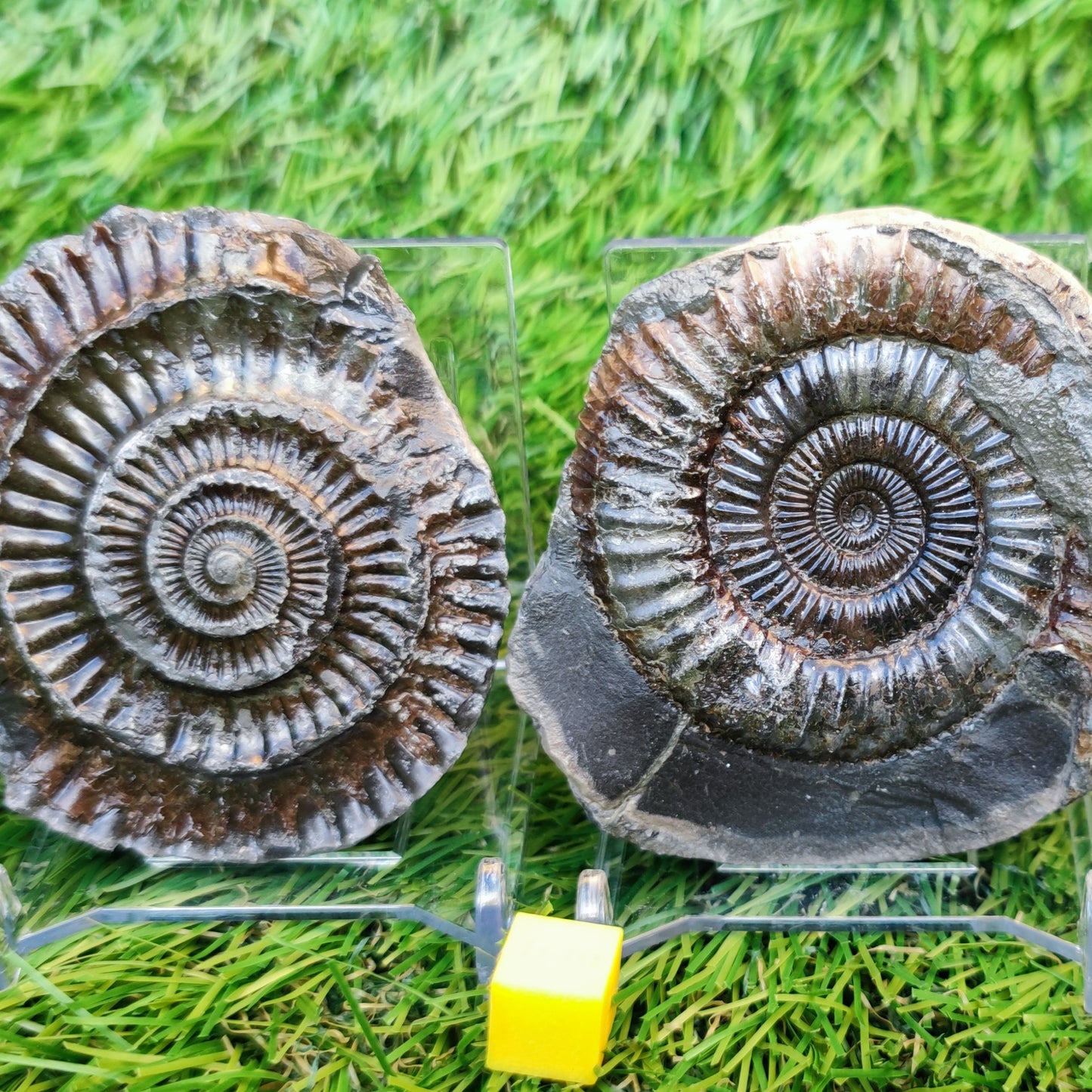 Ammonite split pair