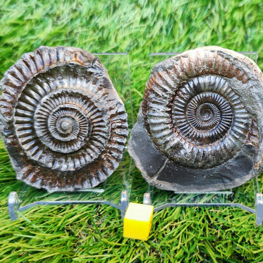 Ammonite split pair