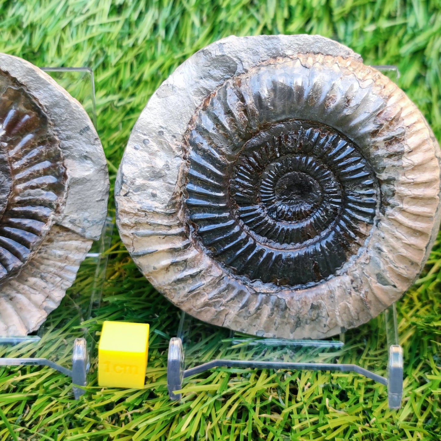 Ammonite split pair