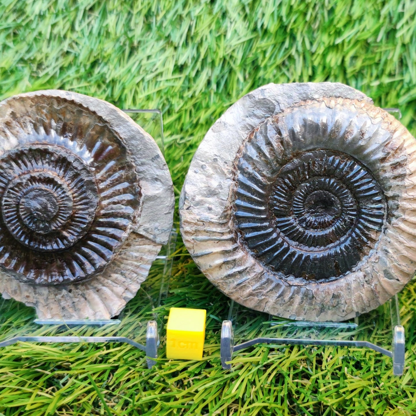 Ammonite split pair