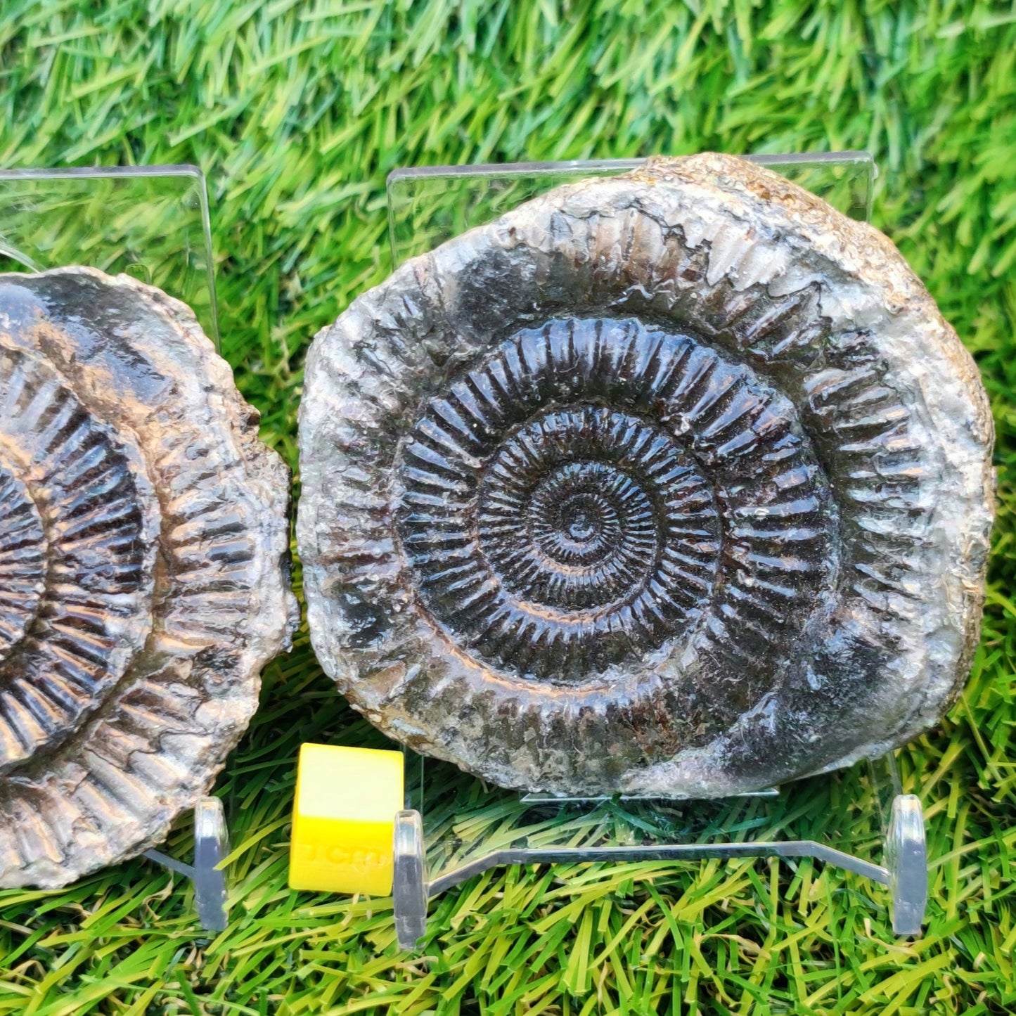 Ammonite split pair