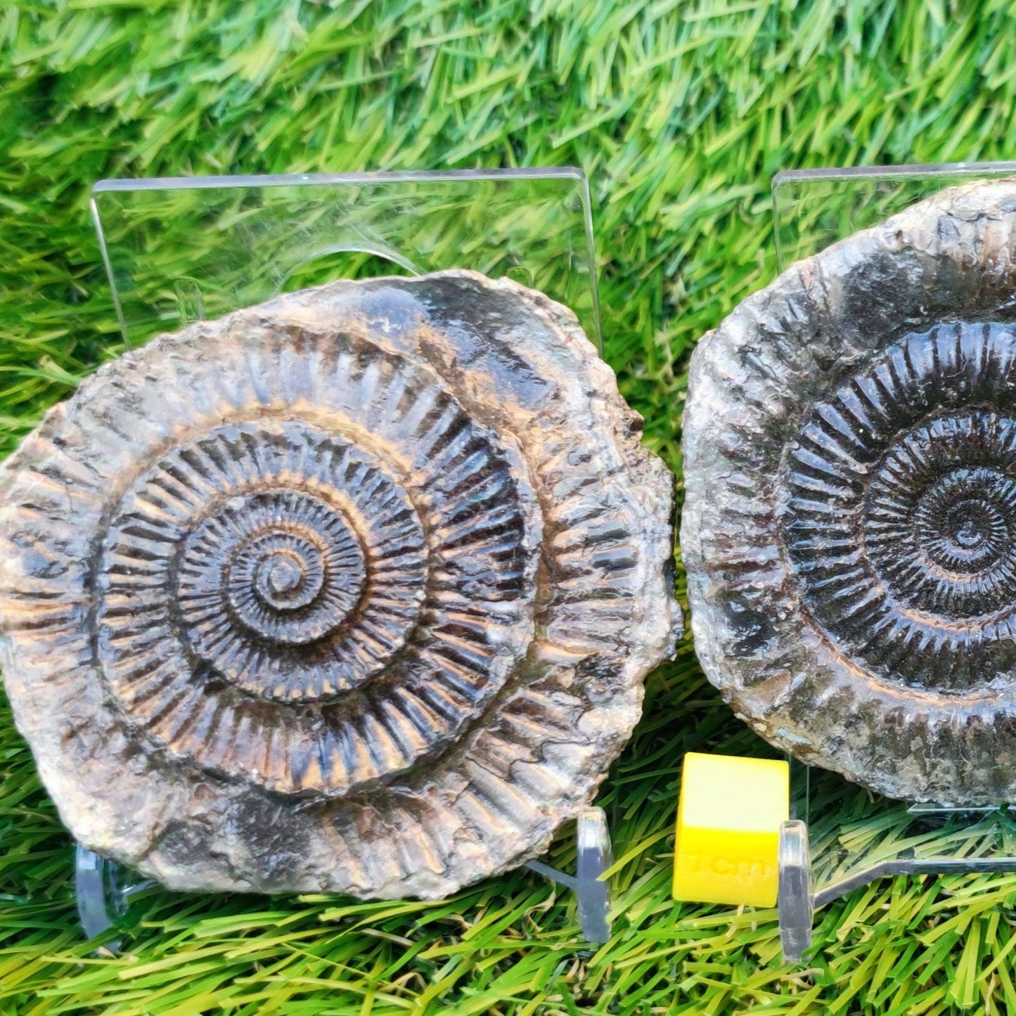 Ammonite split pair