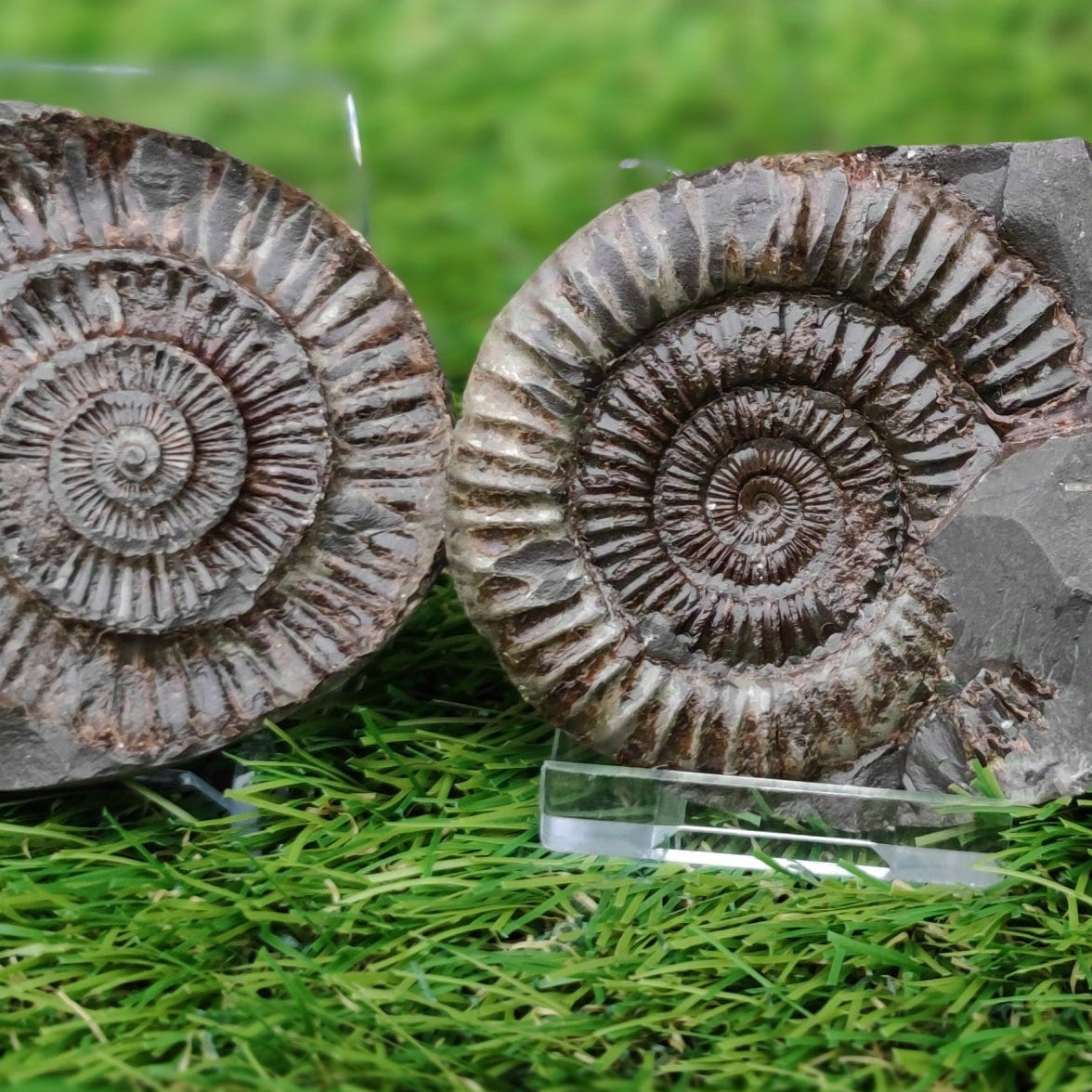 Ammonite split pair