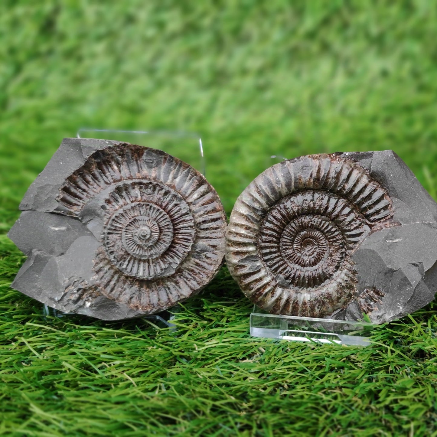 Ammonite split pair