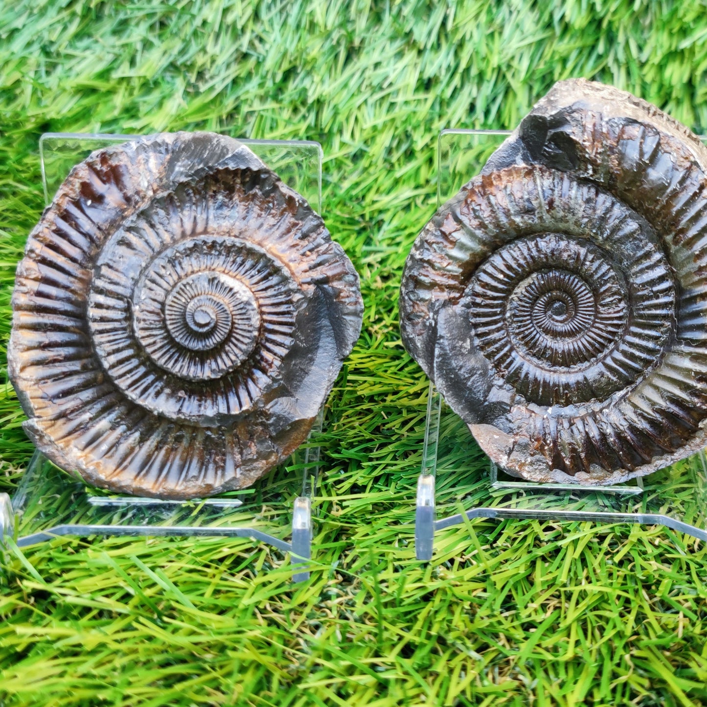 Ammonite split pair