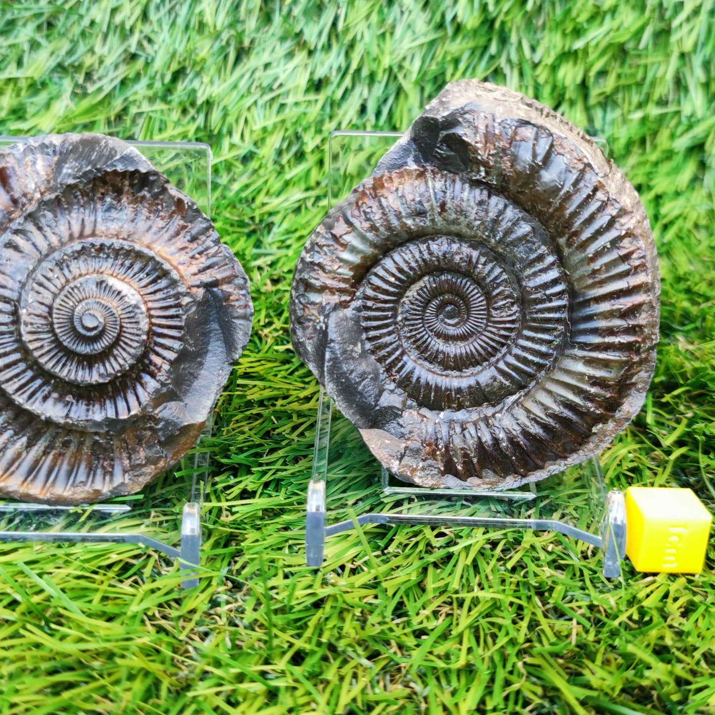 Ammonite split pair