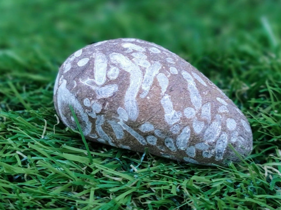 Coral fossil