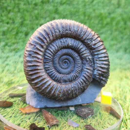 Big ammonite with cut base