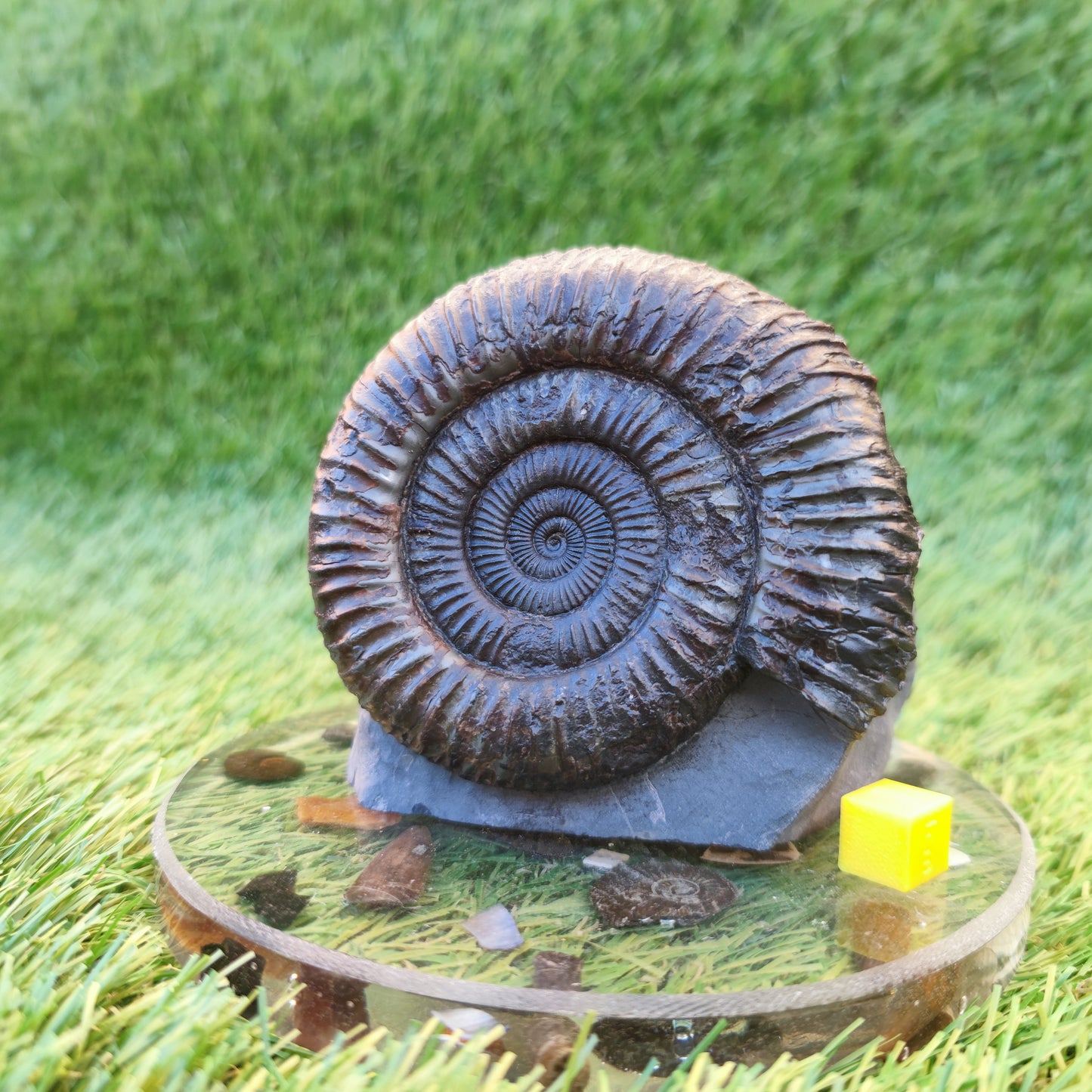 Big ammonite with cut base