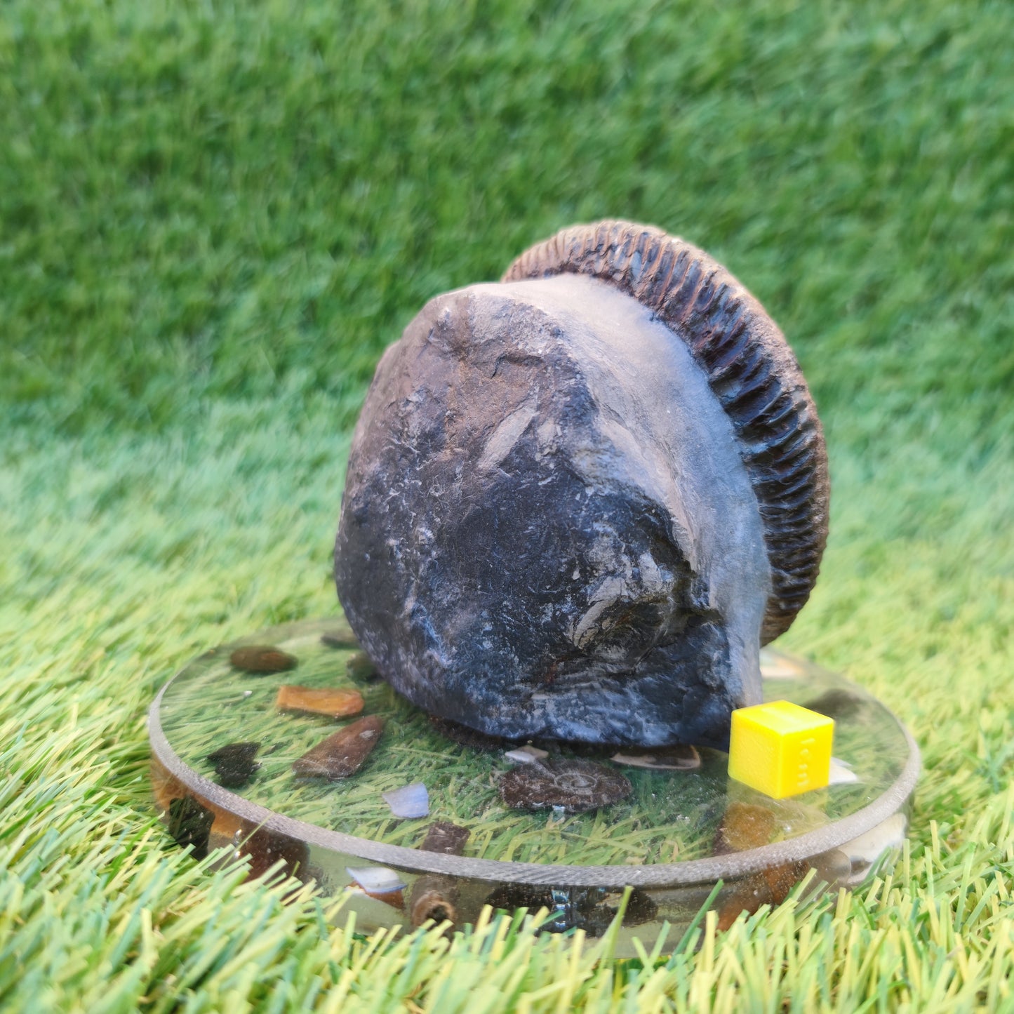 Big ammonite with cut base