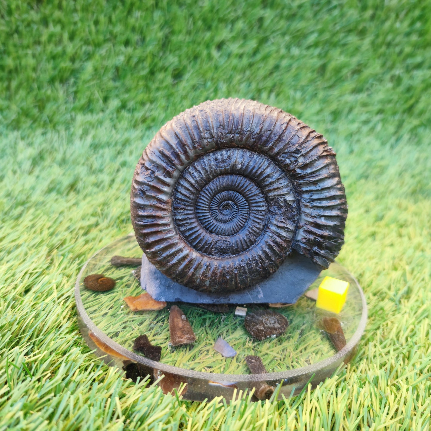 Big ammonite with cut base