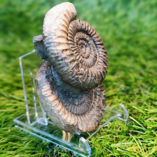 Double ammonite fossil