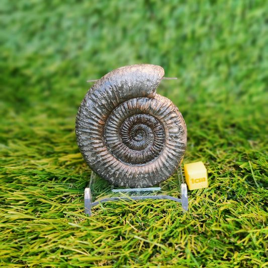 Ammonite fossil