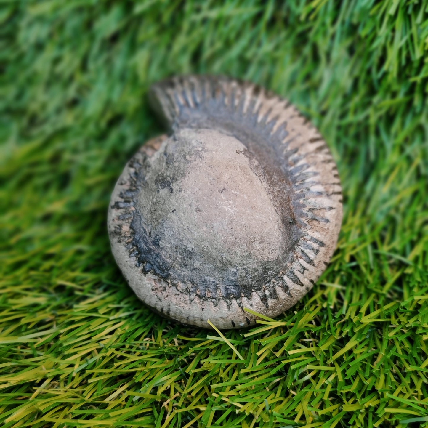 Ammonite fossil