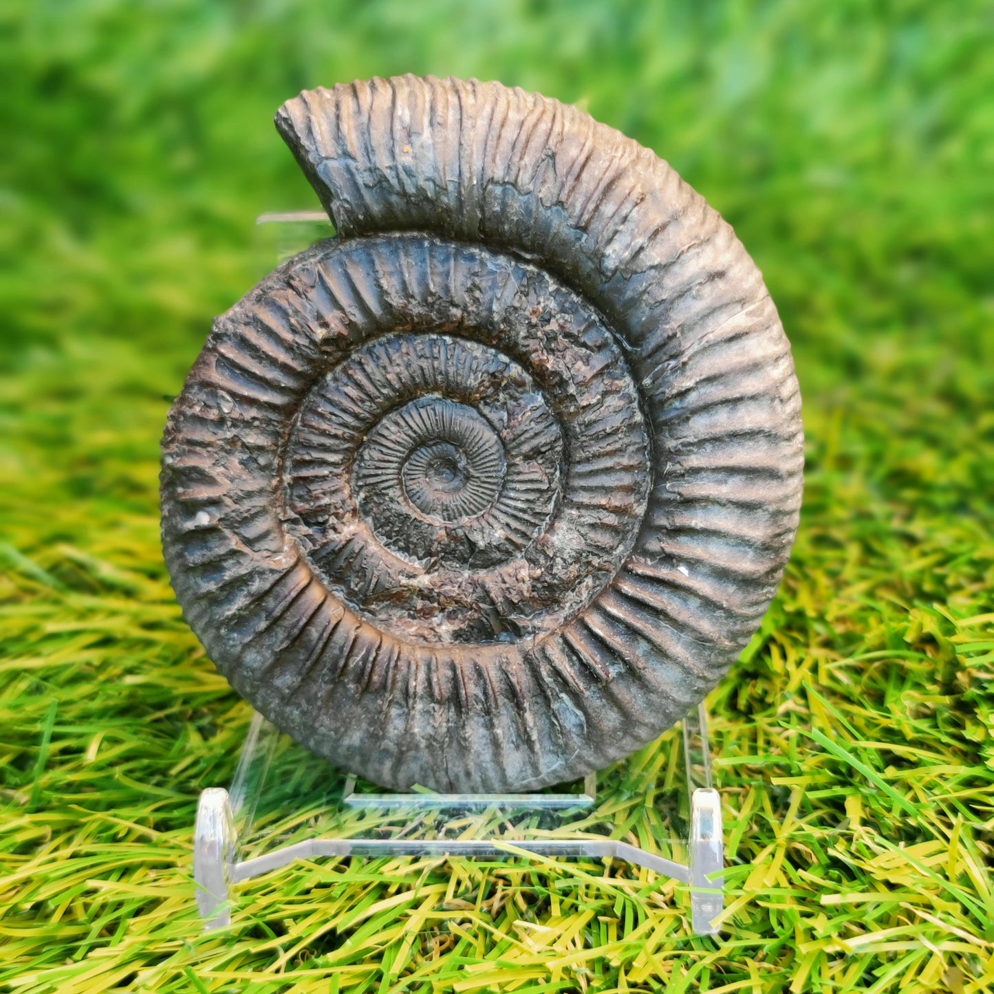 Ammonite fossil 3d matrix free