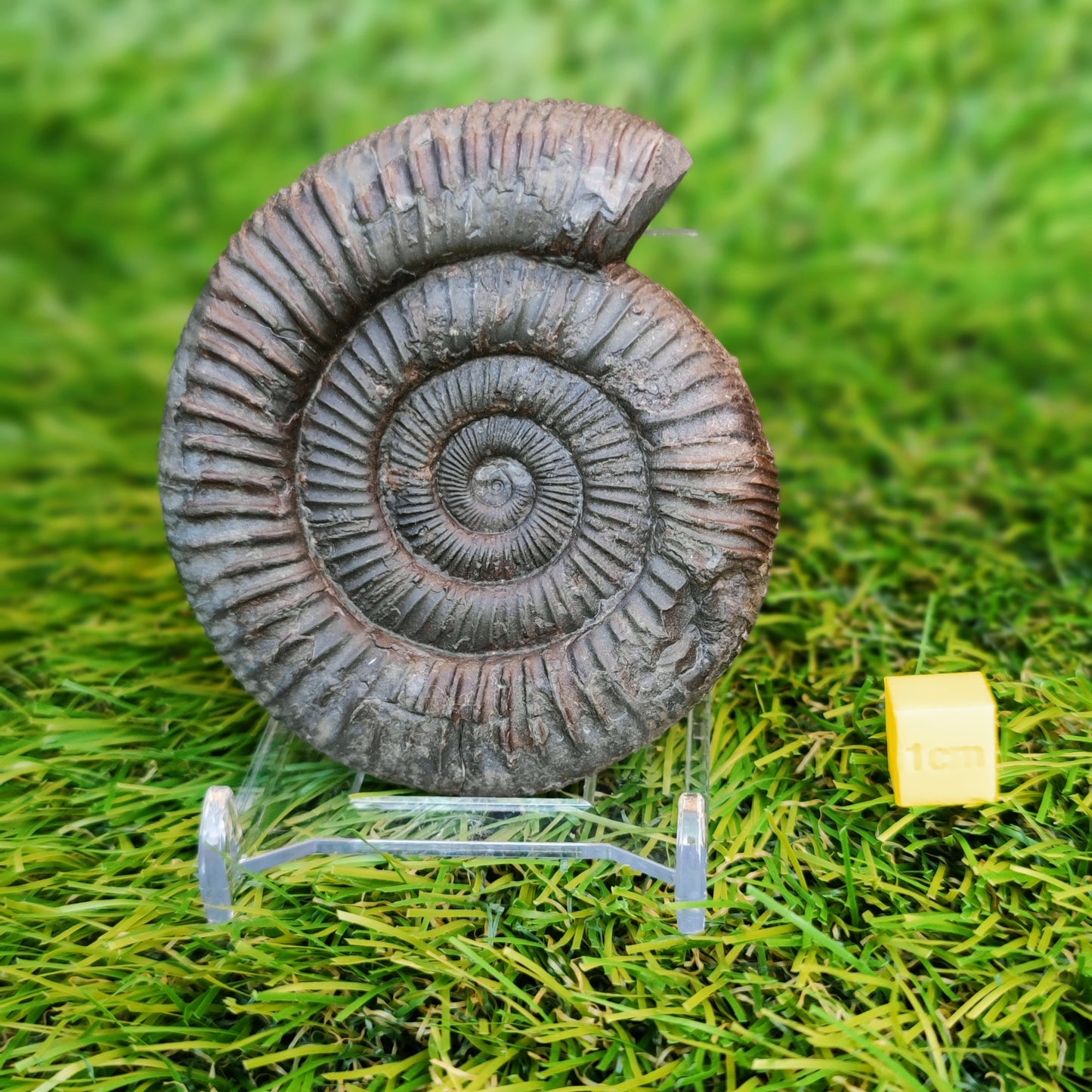 Ammonite fossil 3d matrix free