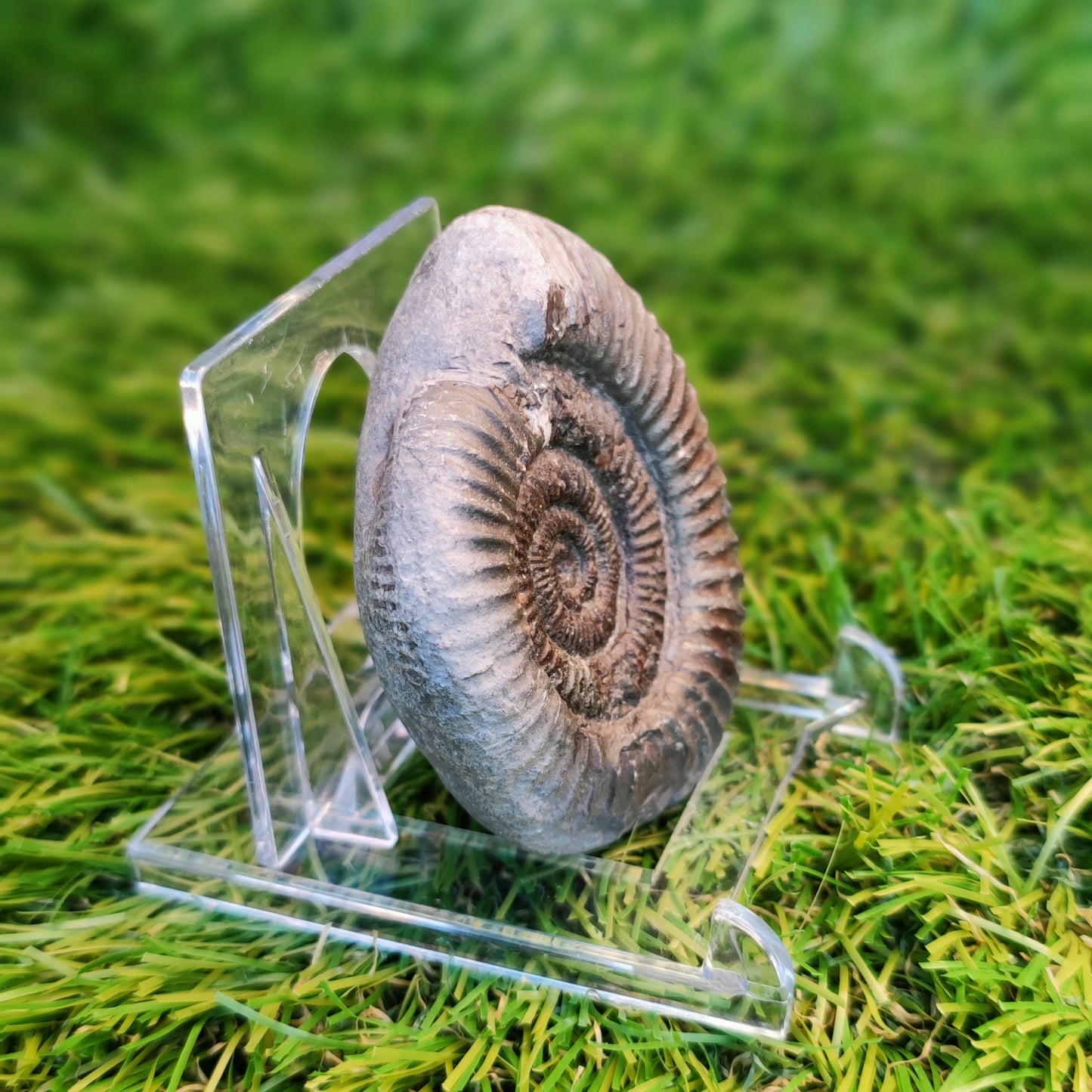 Ammonite fossil