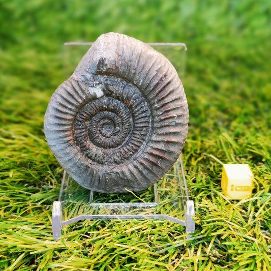 Ammonite fossil