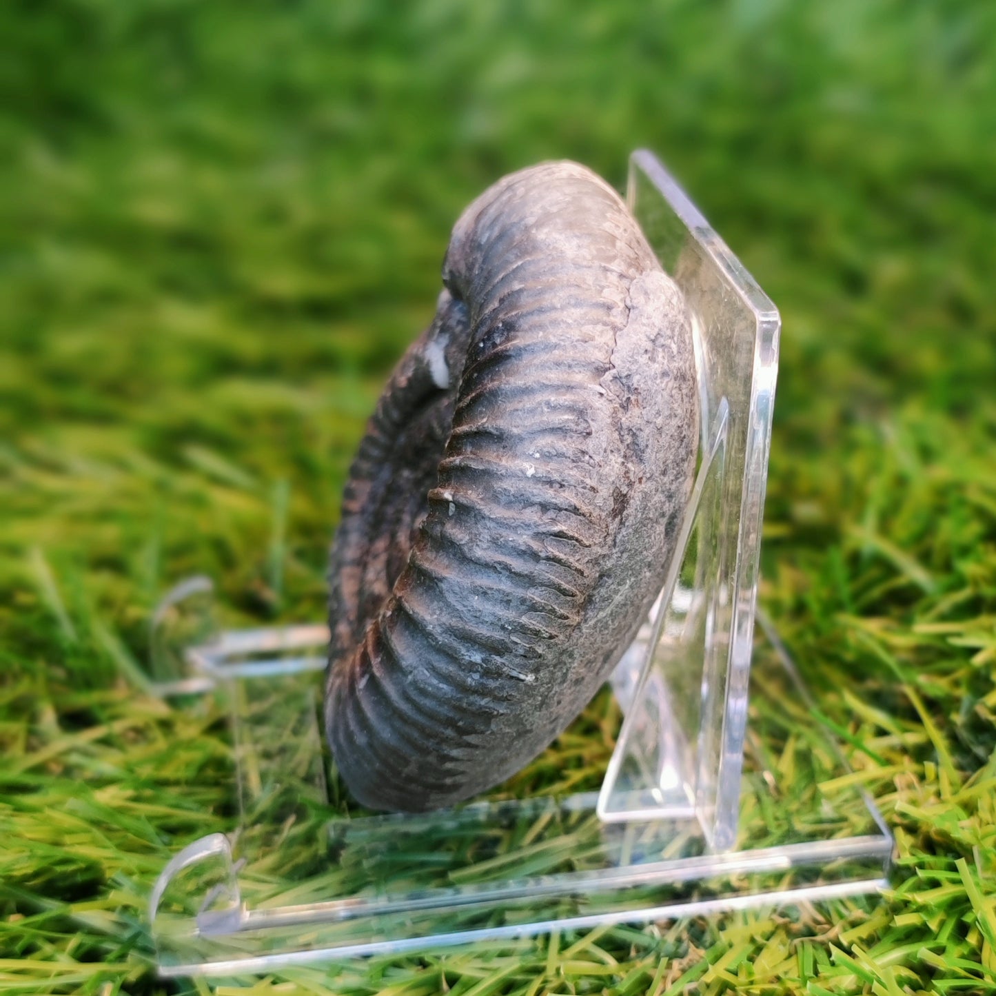 Ammonite fossil