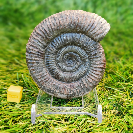 Ammonite fossil matrix free 3d