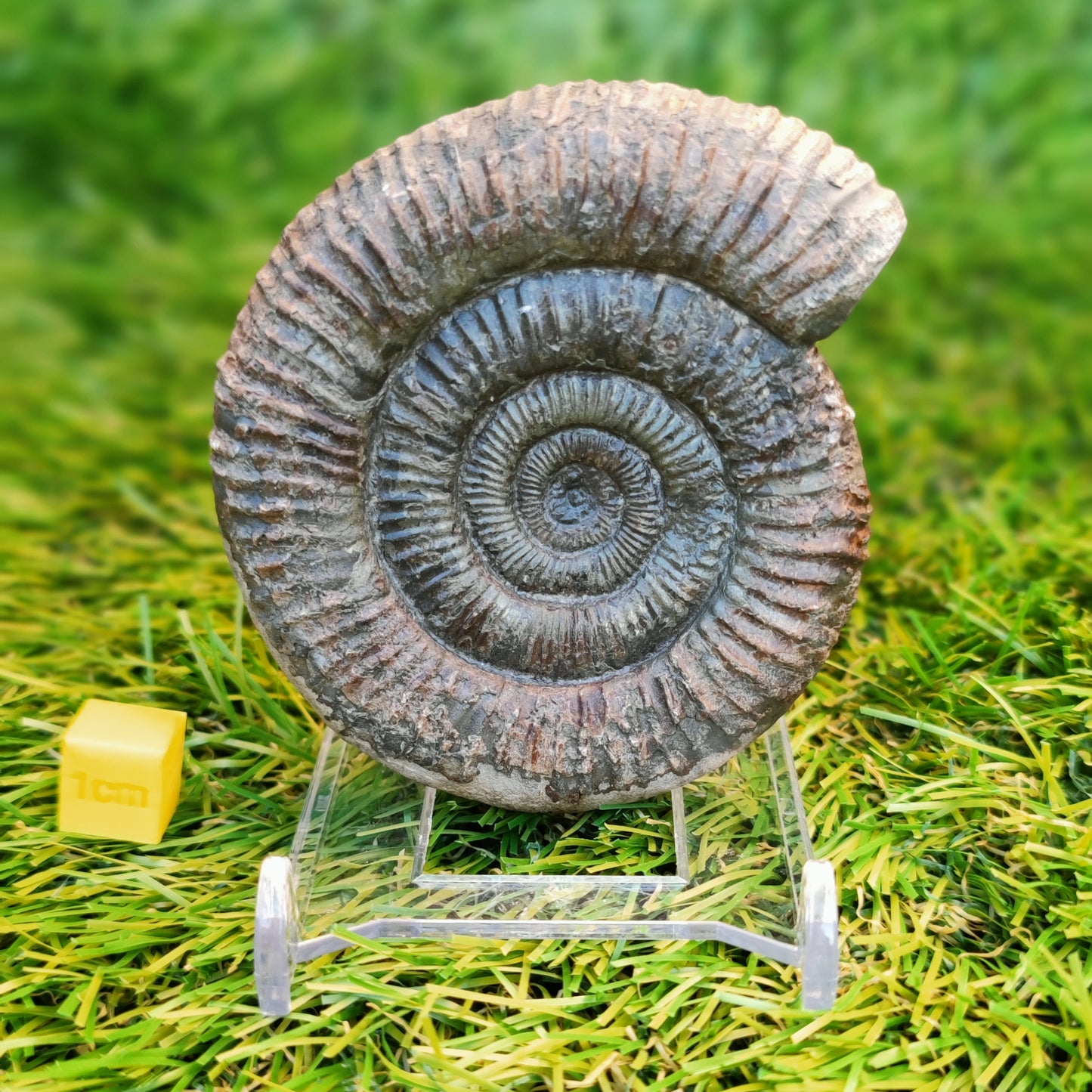 Ammonite fossil 3D matrix free