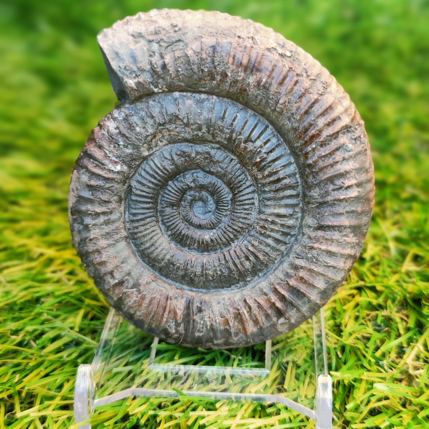 Ammonite fossil matrix free 3d