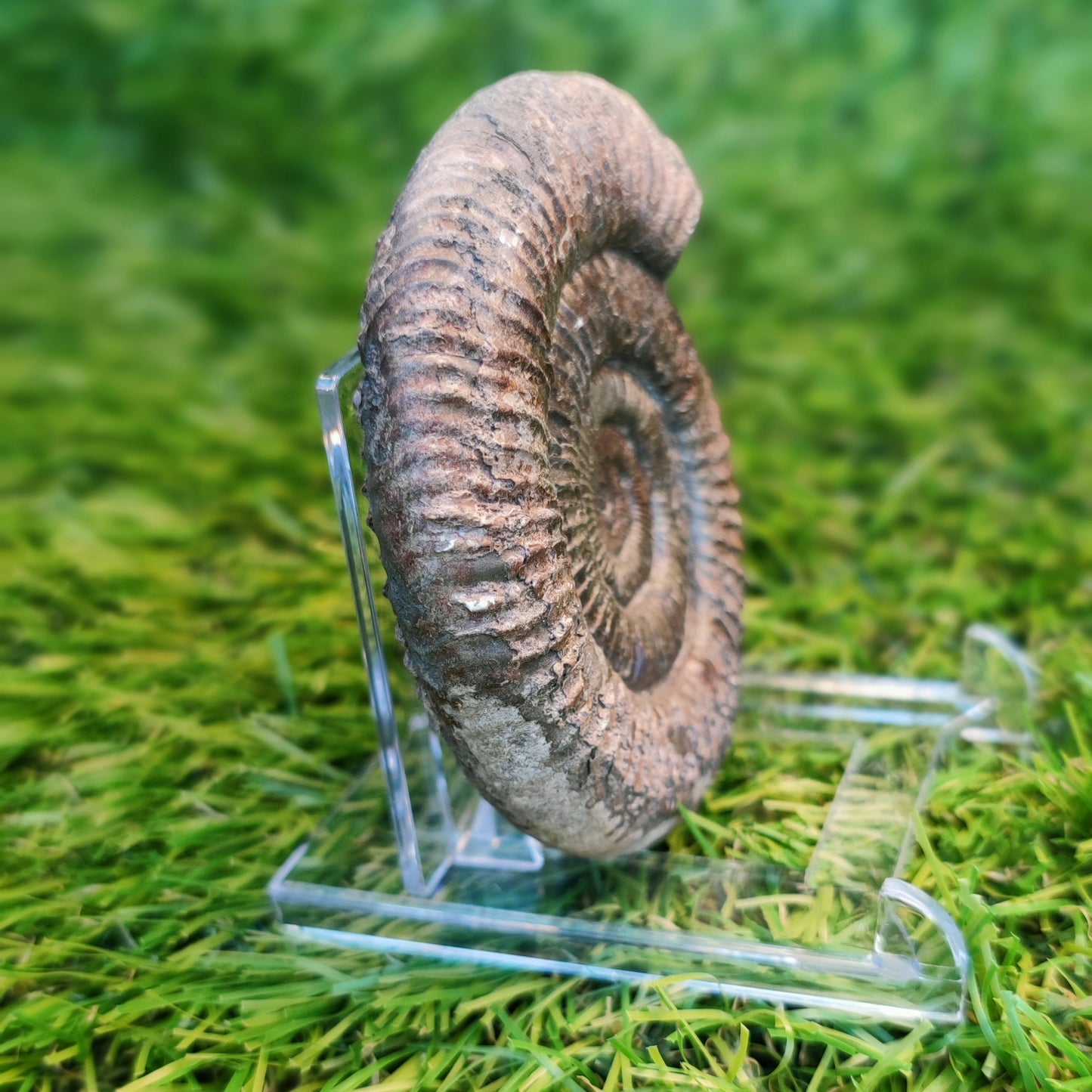 Ammonite fossil matrix free 3d