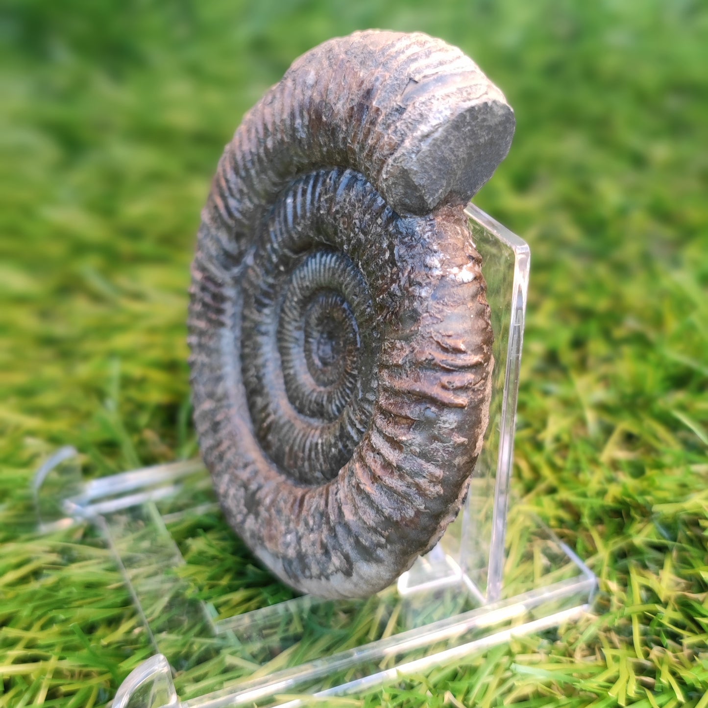 Ammonite fossil matrix free 3d