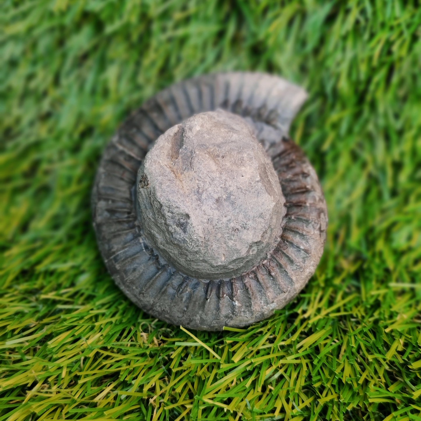 Ammonite fossil