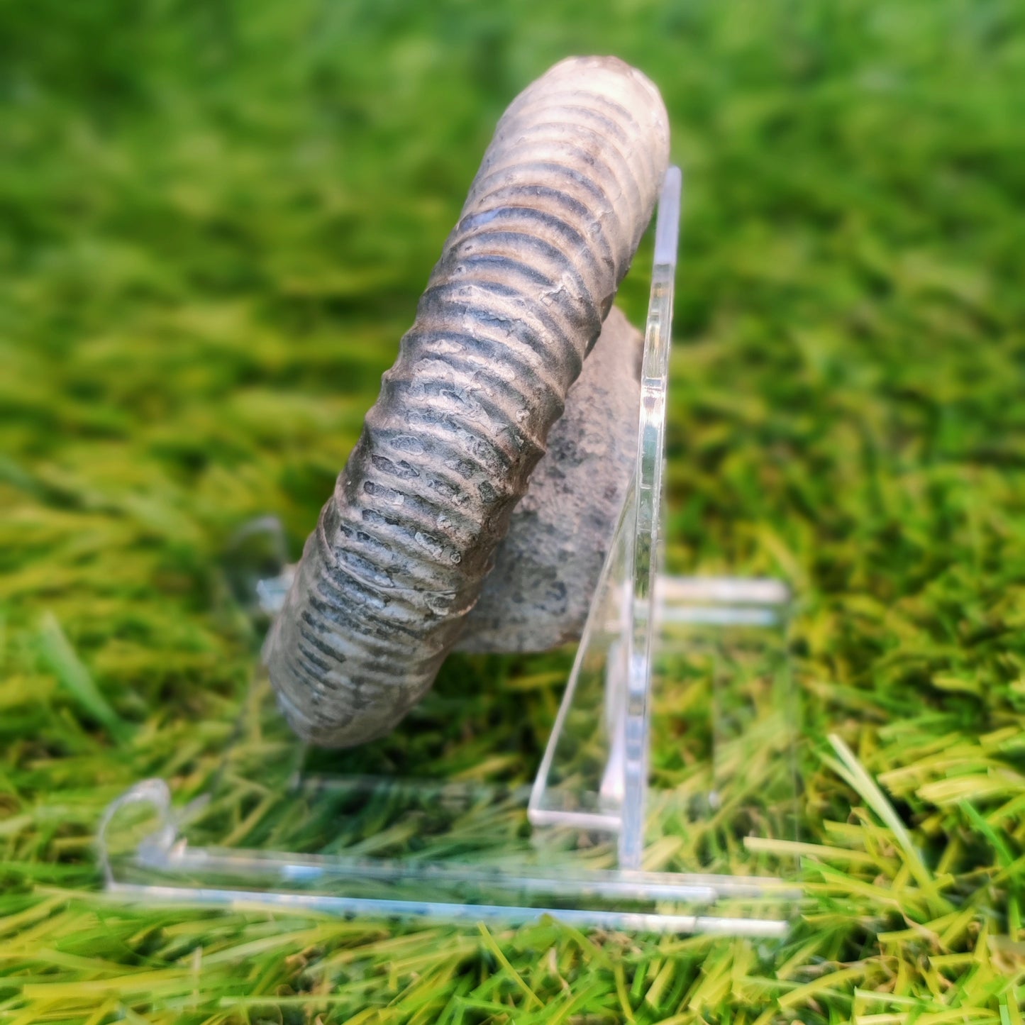 Ammonite fossil