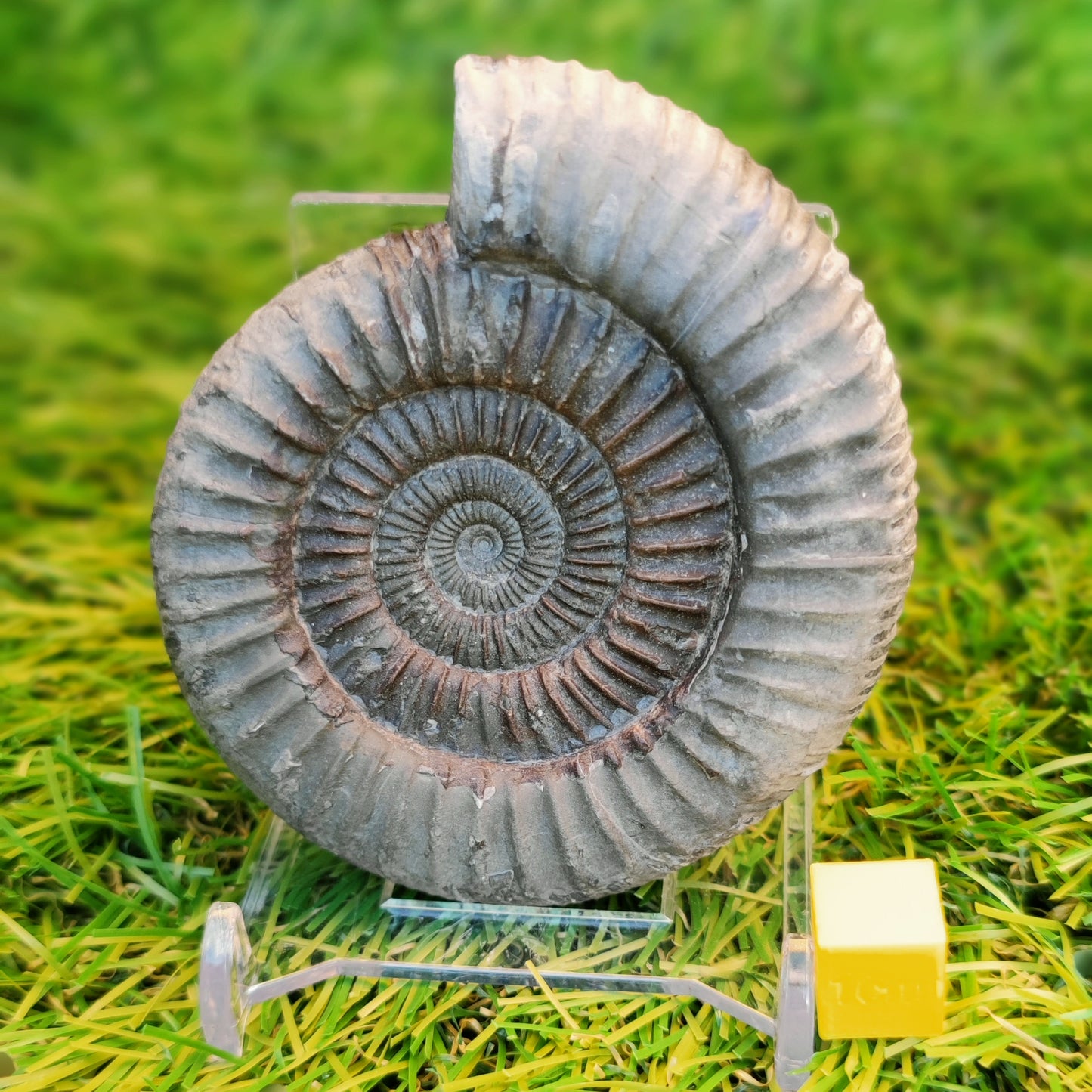 Ammonite fossil