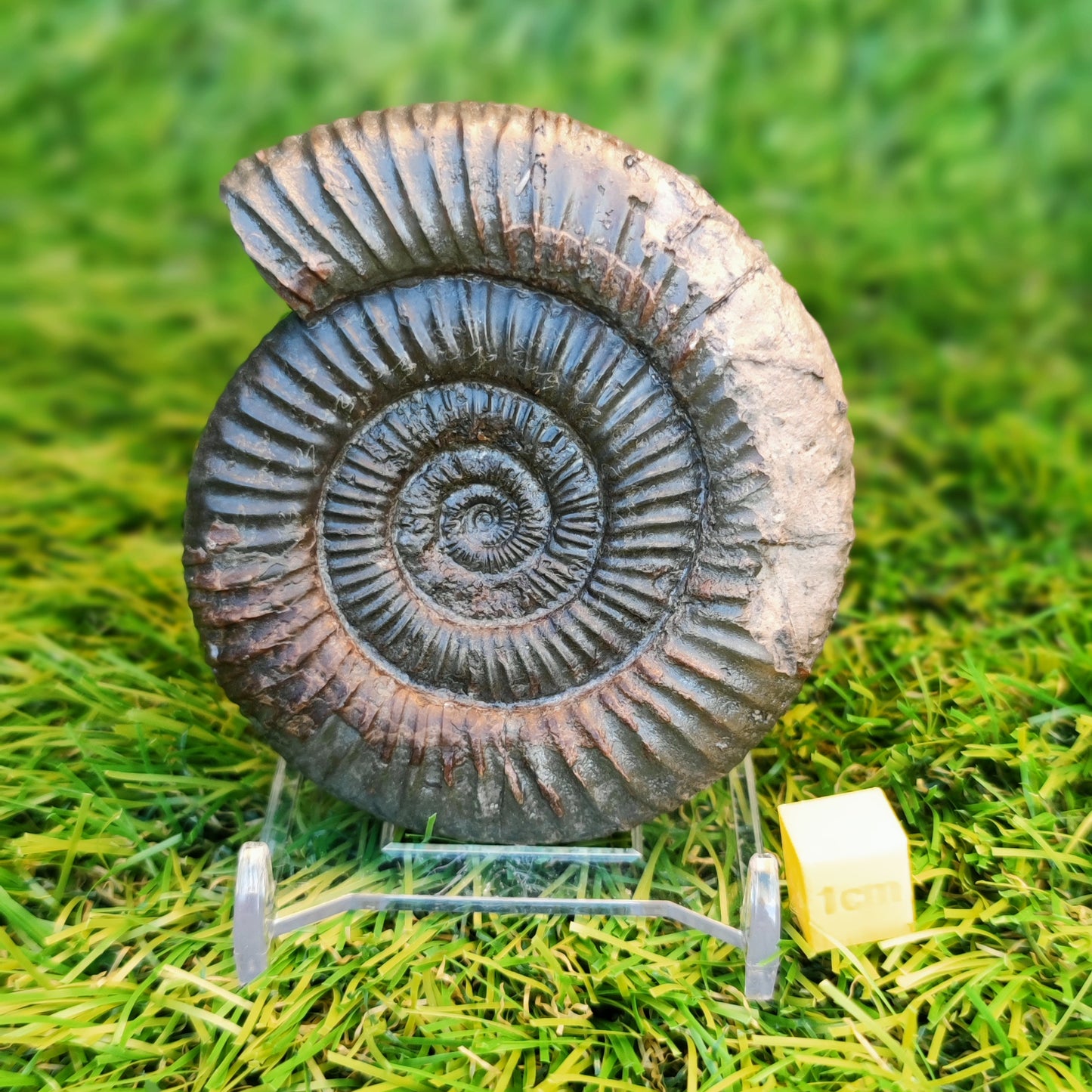 Ammonite fossil matrix free 3d