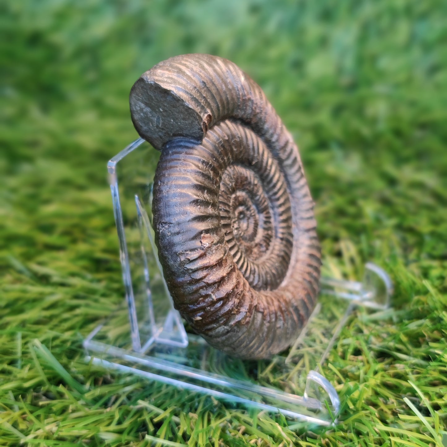 Ammonite fossil matrix free 3d