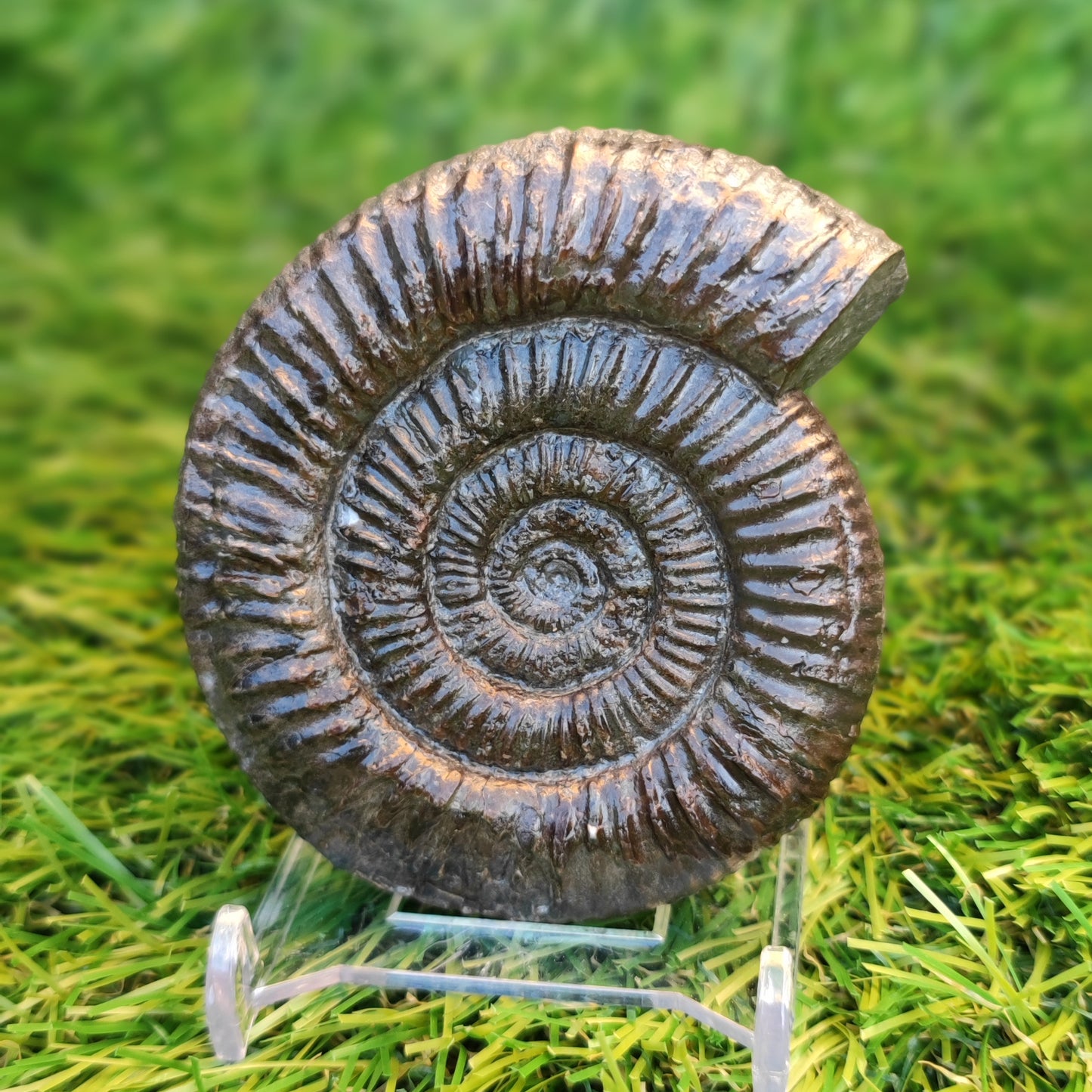 Ammonite fossil matrix free 3d