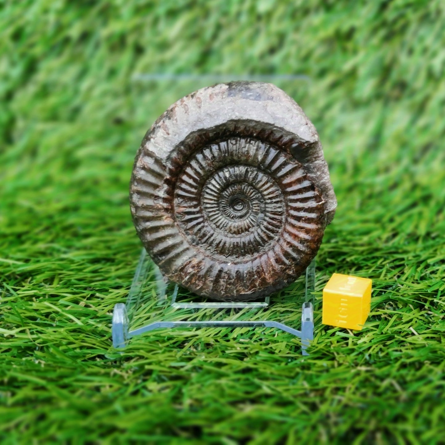 Ammonite fossil