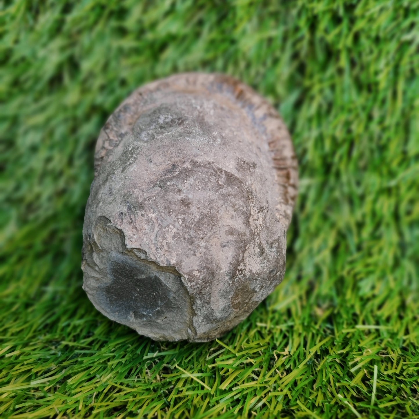 Ammonite fossil