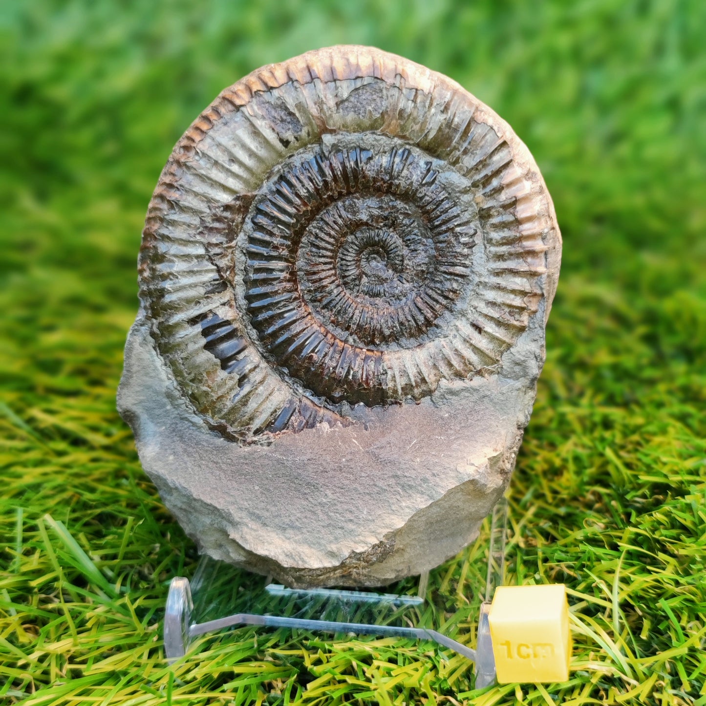 Ammonite fossil