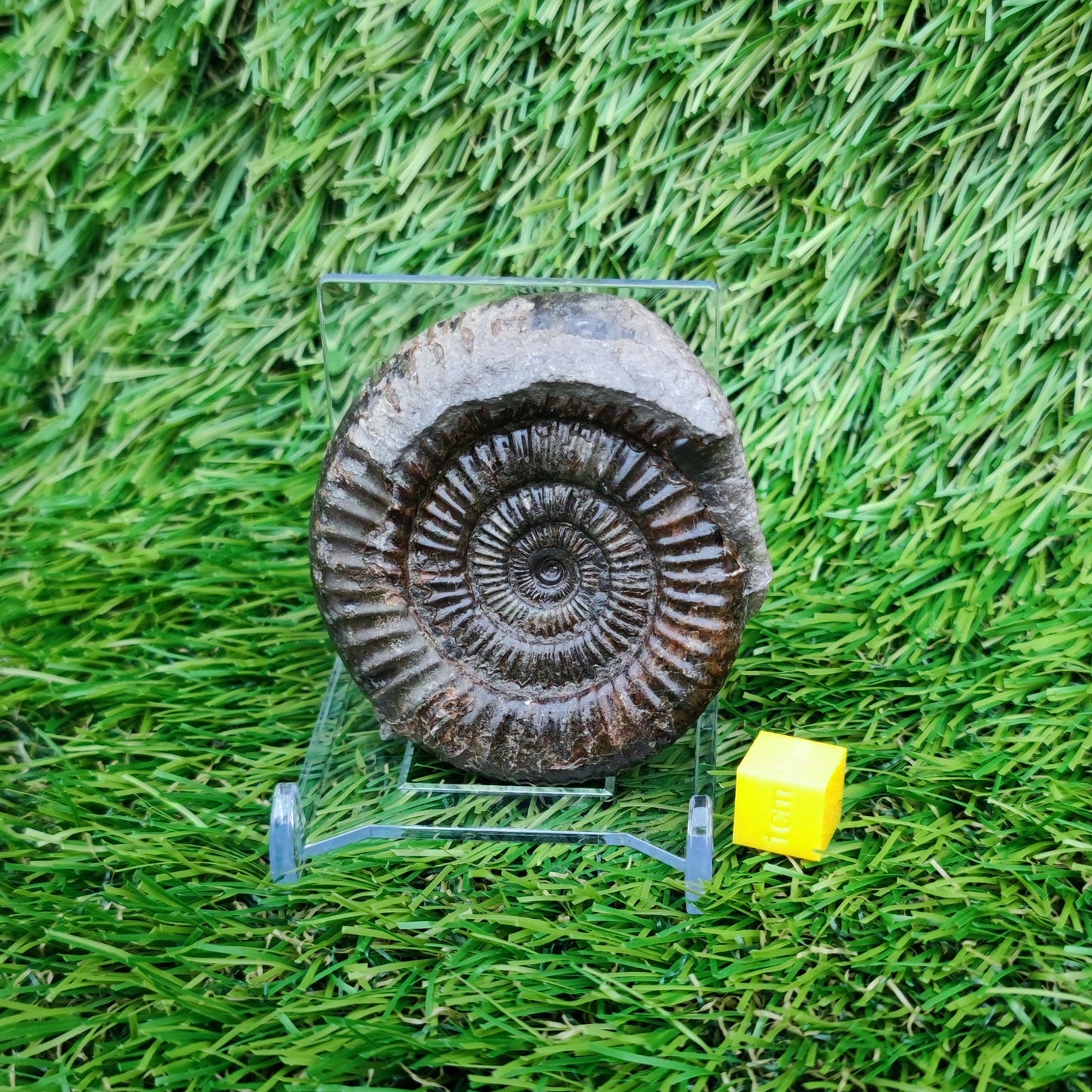 Ammonite fossil