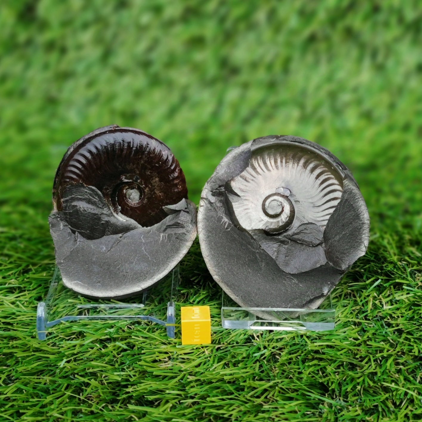 Eleganticeras ammonite