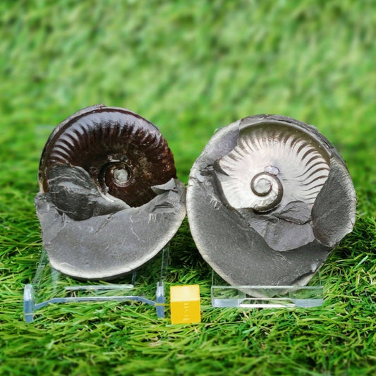 Eleganticeras ammonite