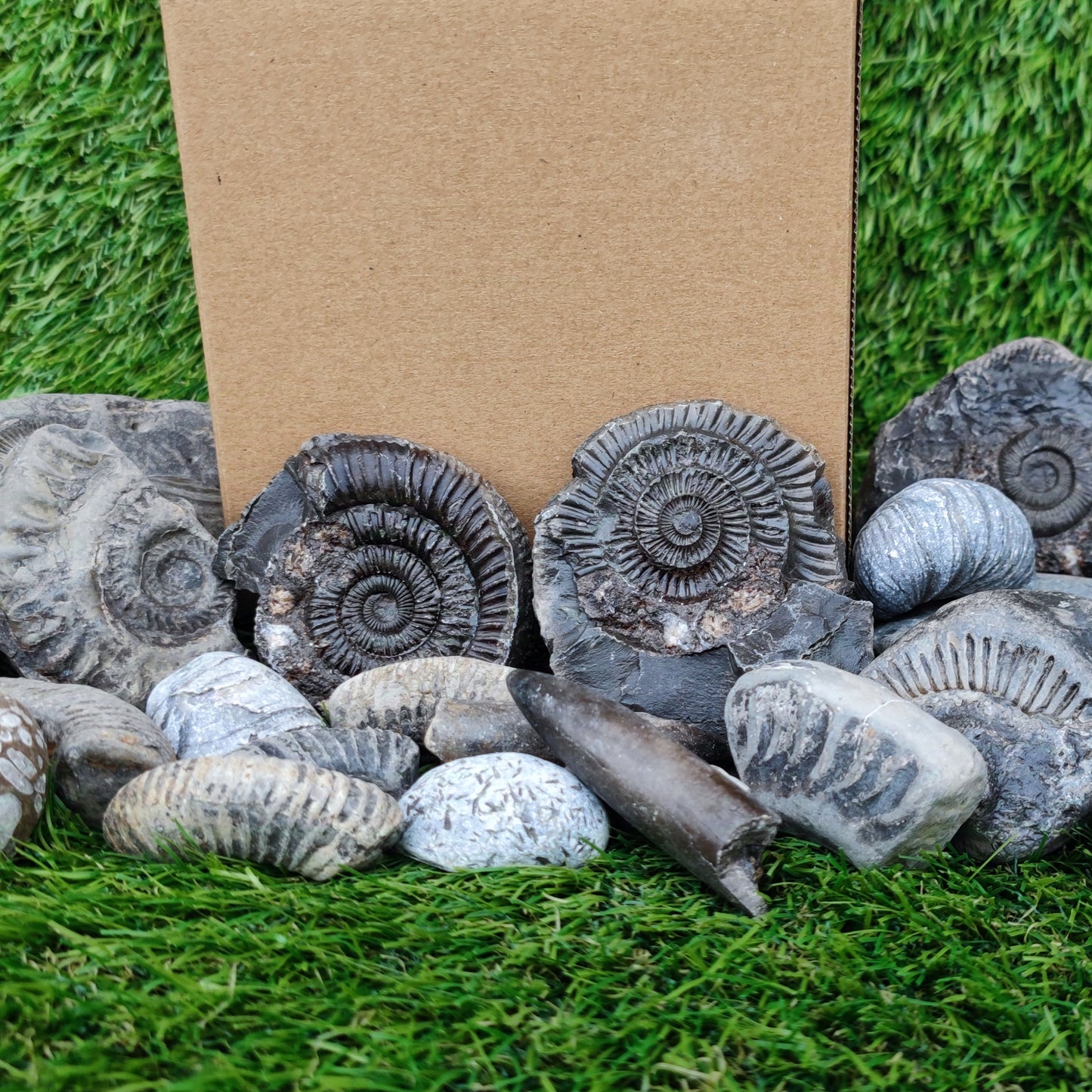 Childrens Fossil Mystery Box